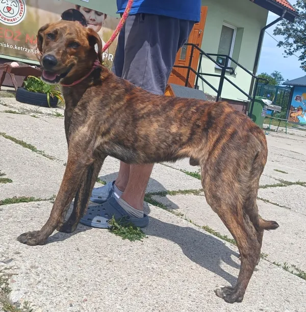 Znaleziono psa, Pieckowo, 23 czerwca 2025 (1/2)