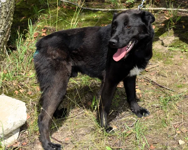 Znaleziono psa, Pieckowo, 23 czerwca 2025 (2/5)