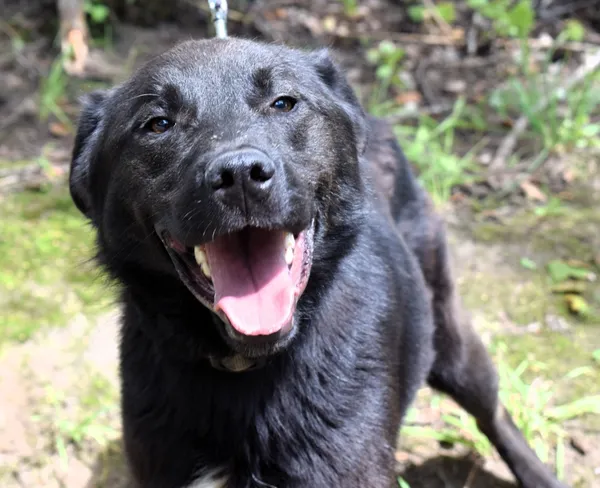 Znaleziono psa, Pieckowo, 23 czerwca 2025 (3/5)