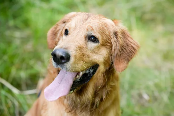 Znaleziono psa, Sosnowiec, 21 czerwca 2025 (2/5)