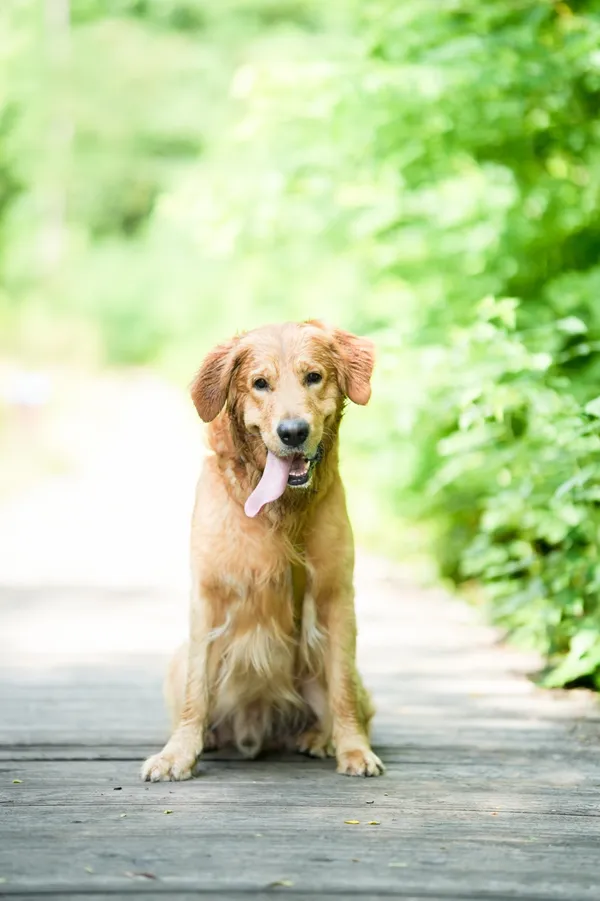 Znaleziono psa, Sosnowiec, 21 czerwca 2025 (3/5)