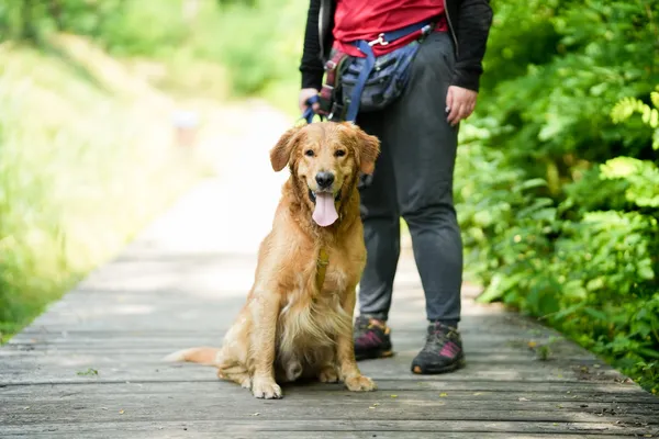 Znaleziono psa, Sosnowiec, 21 czerwca 2025 (5/5)