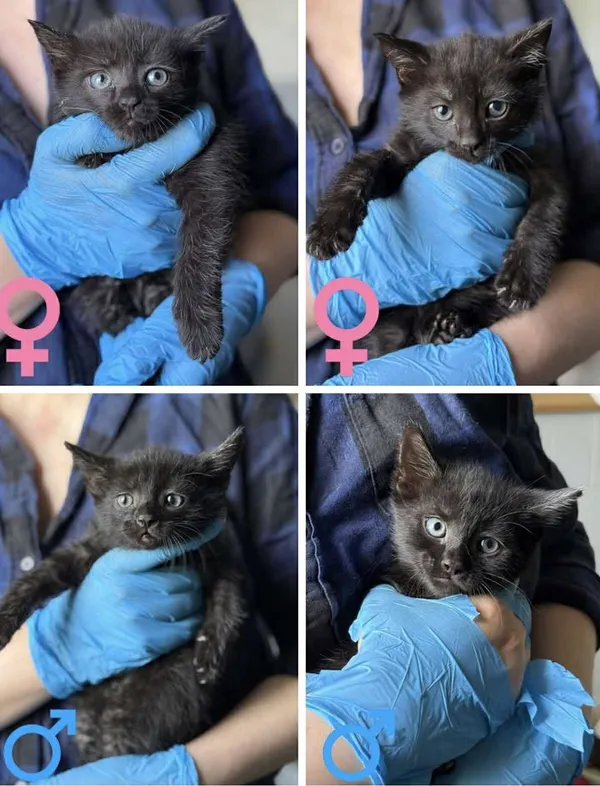 Znaleziono kota, Lublin, 21 czerwca 2025