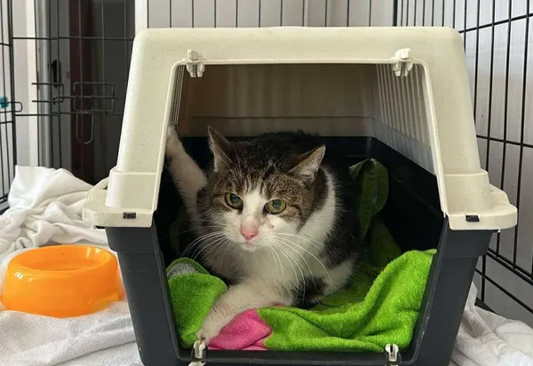 Znaleziono kota, Toruń, 21 czerwca 2025