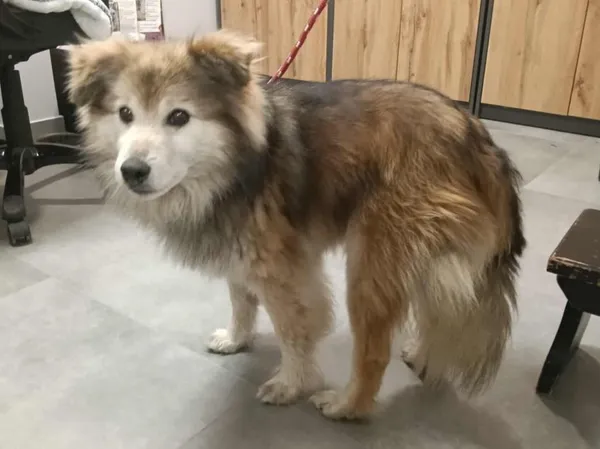 Znaleziono psa, Toruń, 20 czerwca 2025