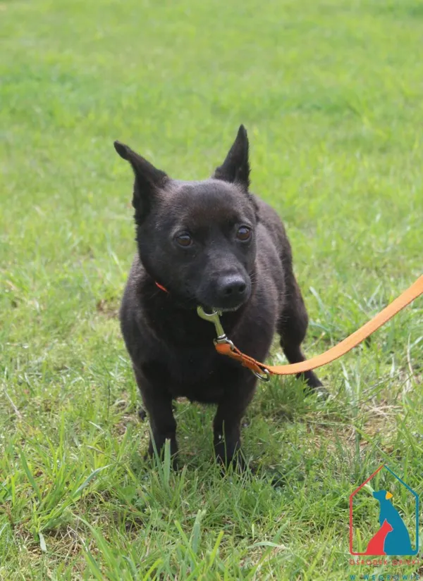 Pies do adopcji, Grudziądz, 6 czerwca 2025