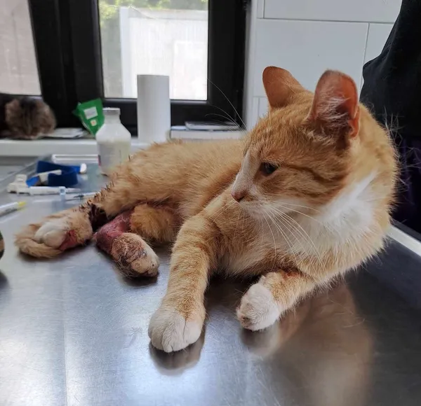 Znaleziono kota, Olsztyn, 23 czerwca 2025 (1/2)