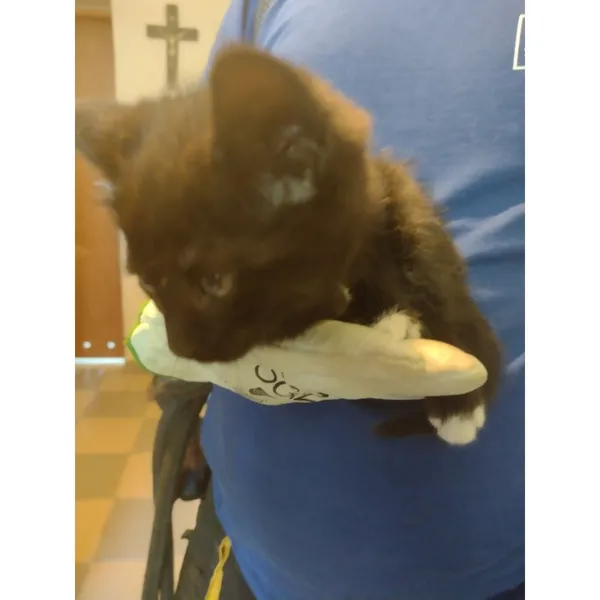 Znaleziono kota, Białystok, 14 czerwca 2025