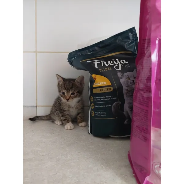 Znaleziono kota, Białystok, 17 czerwca 2025