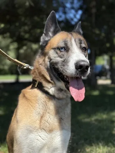 Pies do adopcji, Kraków, 9 czerwca 2025 (1/5)