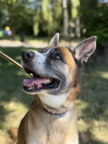 Pies do adopcji, Kraków, 9 czerwca 2025 (2/5)