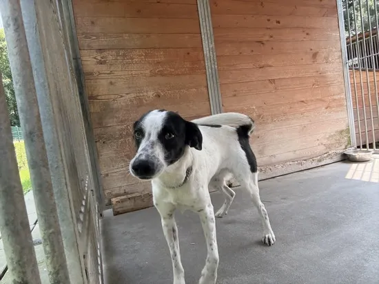 Pies do adopcji, Kraków, 9 czerwca 2025