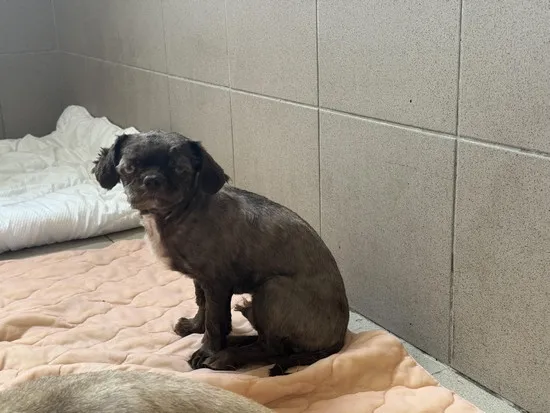 Pies do adopcji, Kraków, 9 czerwca 2025