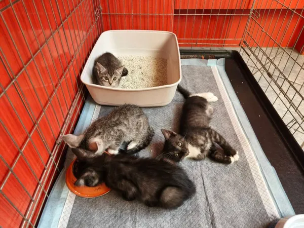 Kot do adopcji, Ropczyce, 23 czerwca 2025