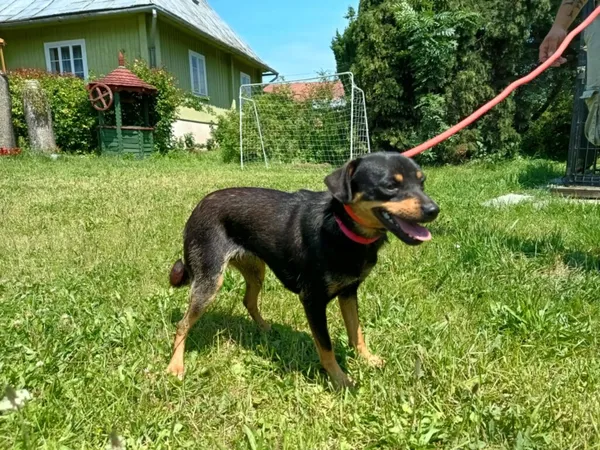 Pies do adopcji, Ropczyce, 23 czerwca 2025