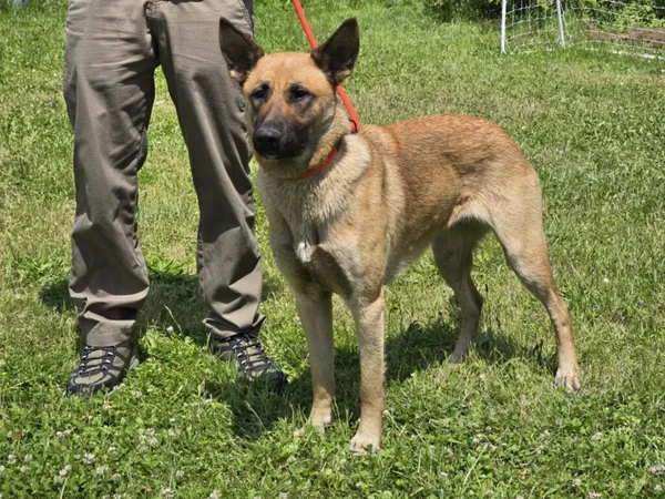 Pies do adopcji, Ropczyce, 23 czerwca 2025