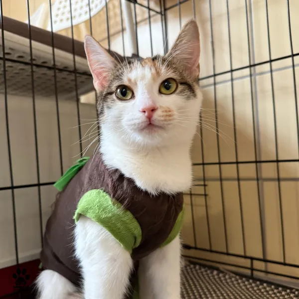 Kot do adopcji, Gdynia, 23 czerwca 2025 (2/5)