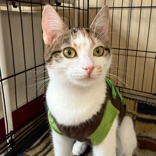 Kot do adopcji, Gdynia, 23 czerwca 2025 (4/5)