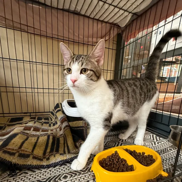 Kot do adopcji, Gdynia, 23 czerwca 2025 (2/5)