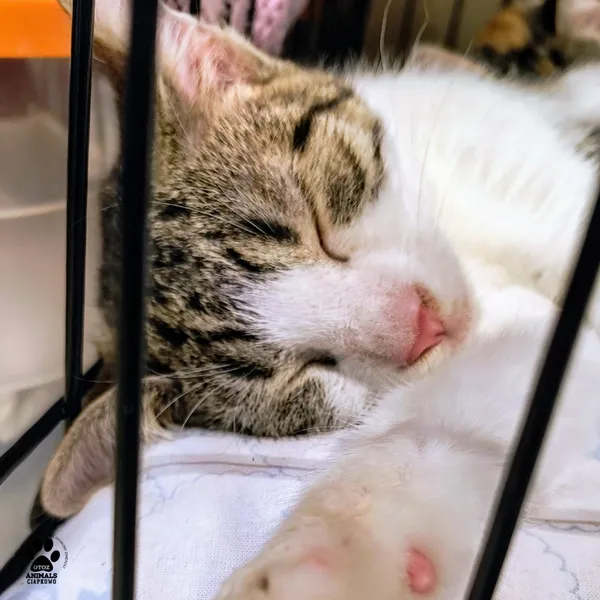 Kot do adopcji, Gdynia, 23 czerwca 2025 (5/5)