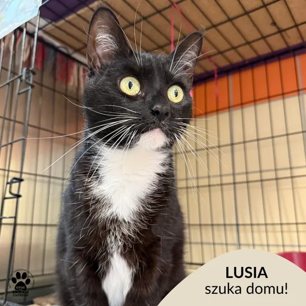 Kot do adopcji, Gdynia, 23 czerwca 2025 (1/5)