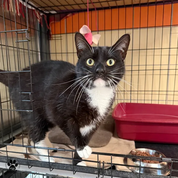 Kot do adopcji, Gdynia, 23 czerwca 2025 (3/5)