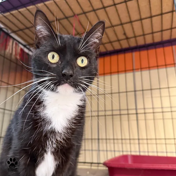 Kot do adopcji, Gdynia, 23 czerwca 2025 (5/5)