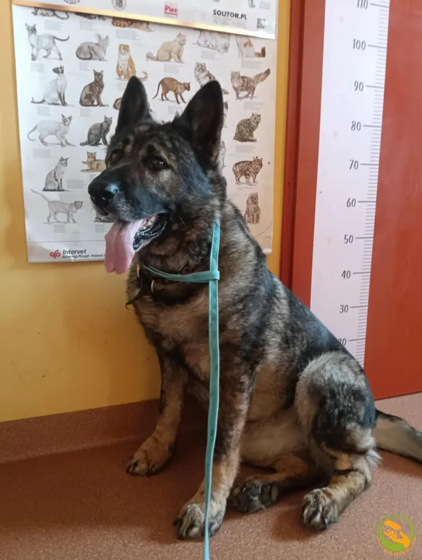 Znaleziono psa, Skałowo, 24 czerwca 2025 (1/2)