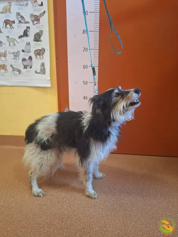 Znaleziono psa, Skałowo, 24 czerwca 2025 (2/2)