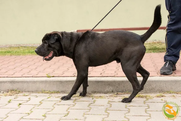 Znaleziono psa, Skałowo, 23 czerwca 2025 (3/3)