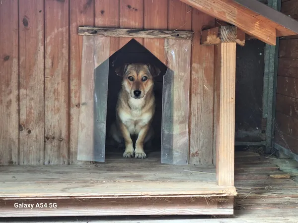 Pies do adopcji, Orzechowce, 24 czerwca 2025 (1/5)