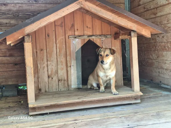 Pies do adopcji, Orzechowce, 24 czerwca 2025 (3/5)