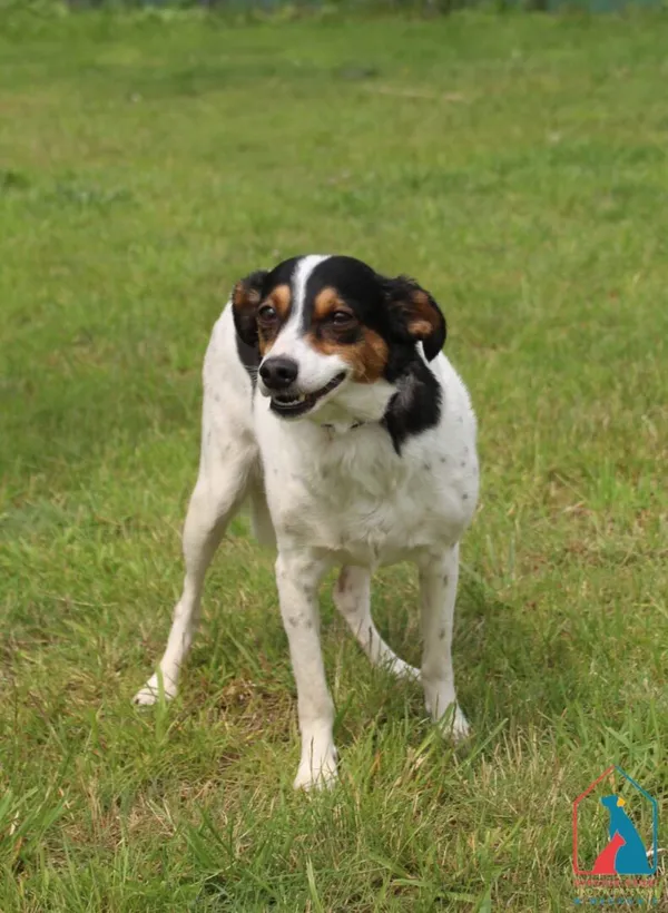 Pies do adopcji, Grudziądz, 7 czerwca 2025