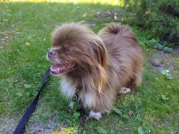 Pies do adopcji, Włocławek, 23 czerwca 2025 (2/5)