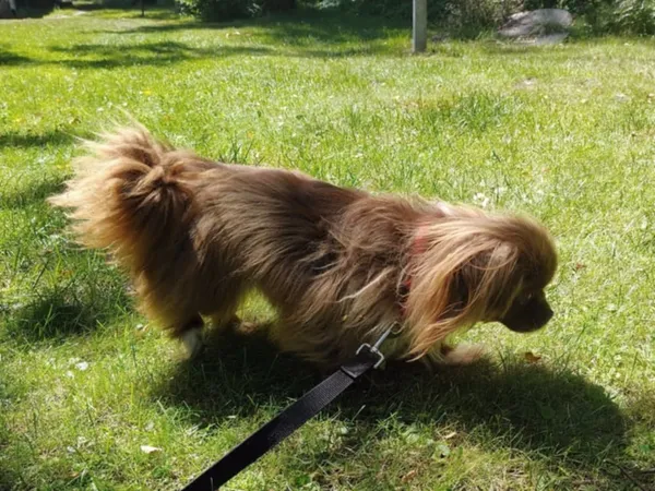 Pies do adopcji, Włocławek, 23 czerwca 2025 (3/5)