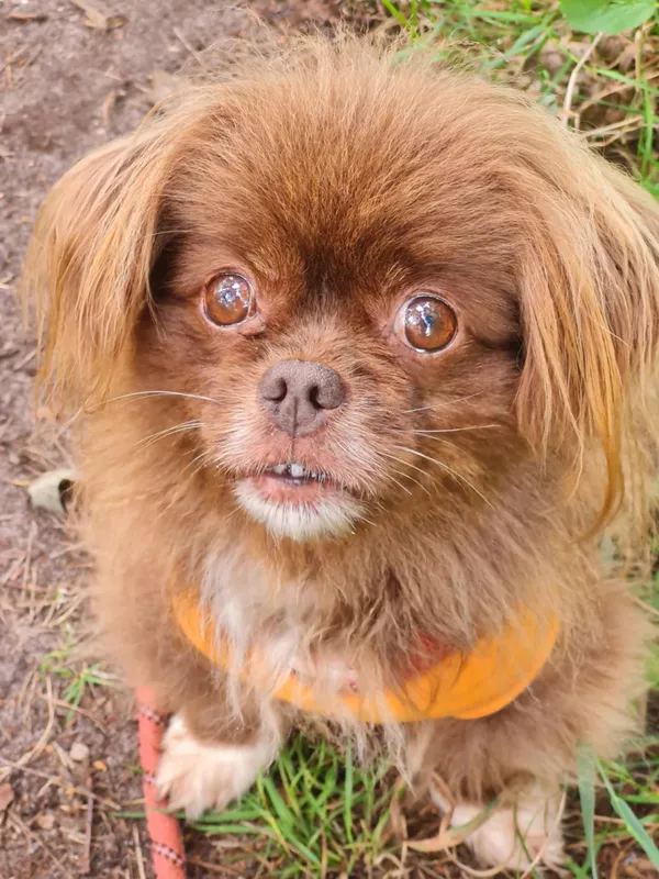 Pies do adopcji, Włocławek, 23 czerwca 2025 (5/5)