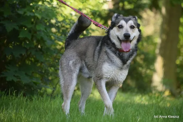 Znaleziono psa, Toruń, 28 maja 2025