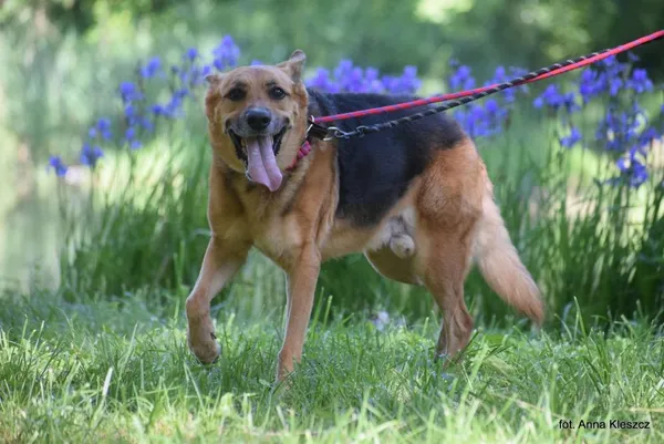 Znaleziono psa, Toruń, 28 maja 2025