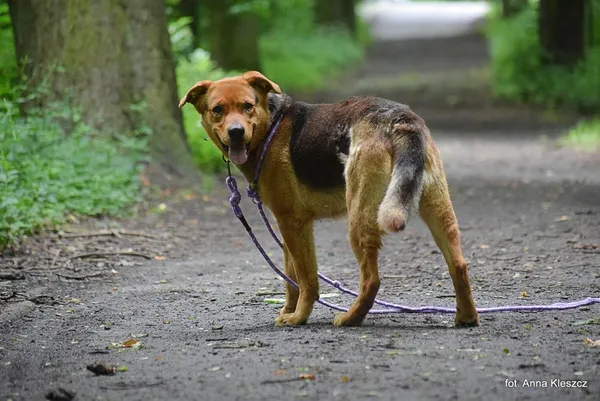 Znaleziono psa, Toruń, 23 kwietnia 2025