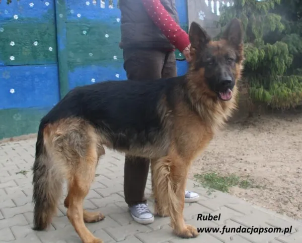 Pies do adopcji, Nowy Dwór Mazowiecki, 24 czerwca 2025 (1/5)