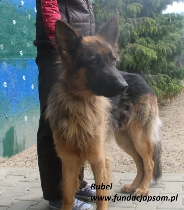 Pies do adopcji, Nowy Dwór Mazowiecki, 24 czerwca 2025 (3/5)