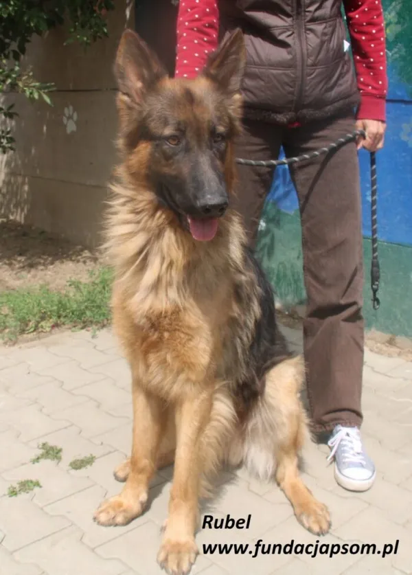 Pies do adopcji, Nowy Dwór Mazowiecki, 24 czerwca 2025 (4/5)