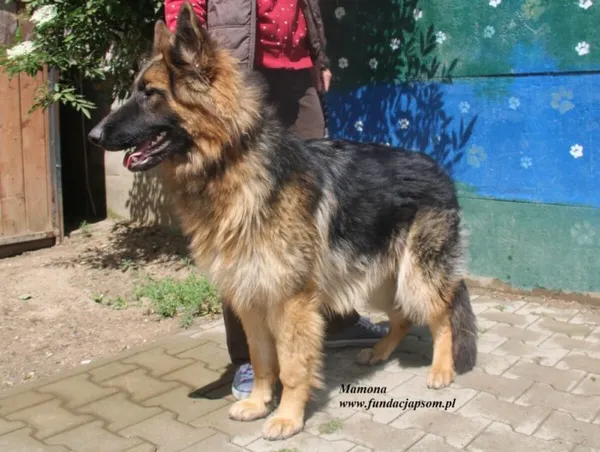 Pies do adopcji, Nowy Dwór Mazowiecki, 24 czerwca 2025 (1/3)