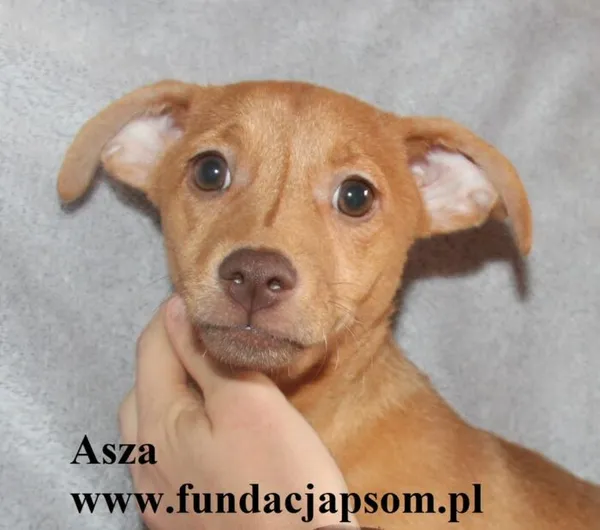 Pies do adopcji, Nowy Dwór Mazowiecki, 24 czerwca 2025 (1/4)