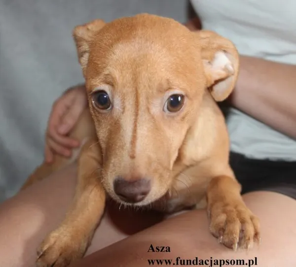 Pies do adopcji, Nowy Dwór Mazowiecki, 24 czerwca 2025 (3/4)