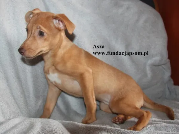 Pies do adopcji, Nowy Dwór Mazowiecki, 24 czerwca 2025 (4/4)