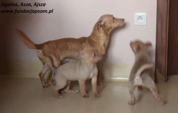 Pies do adopcji, Nowy Dwór Mazowiecki, 24 czerwca 2025 (3/4)