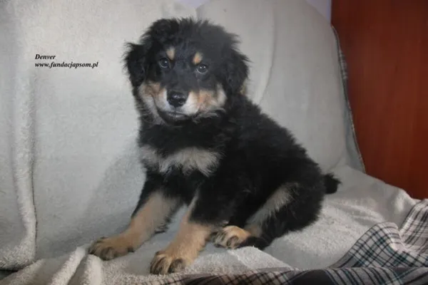 Pies do adopcji, Nowy Dwór Mazowiecki, 24 czerwca 2025 (1/3)