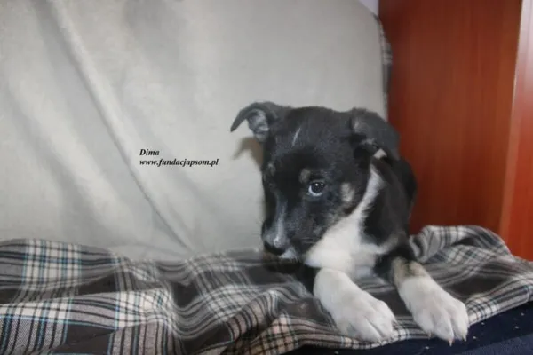 Pies do adopcji, Nowy Dwór Mazowiecki, 24 czerwca 2025 (1/3)