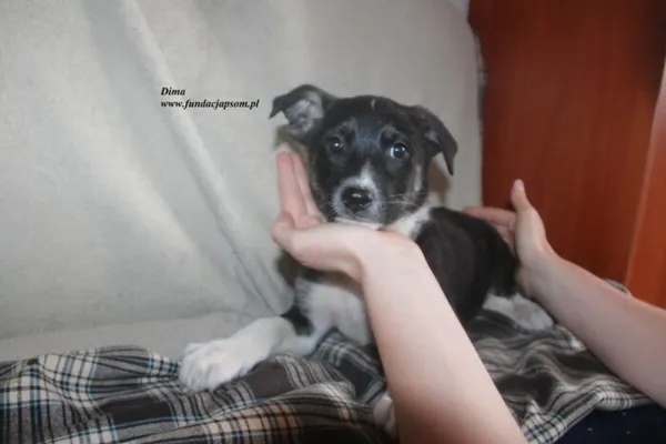 Pies do adopcji, Nowy Dwór Mazowiecki, 24 czerwca 2025 (2/3)